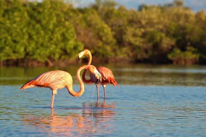 Shared mangroves kayak tour in Holbox - Your 3-hour kayak plan (and how to set expectations)