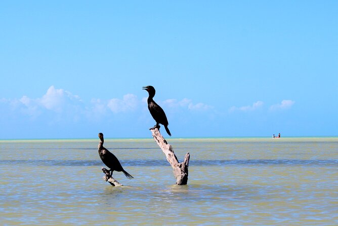 Shared mangroves kayak tour in Holbox - Included extras that add up: snacks, drinks, taxi, and equipment