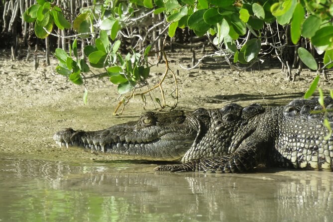 Shared mangroves kayak tour in Holbox - Timing tips: mornings can be better, and weather matters