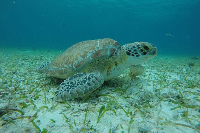 Shared Sky Snorkeling in Cozumel - Who should book Shared Sky snorkeling in Cozumel?