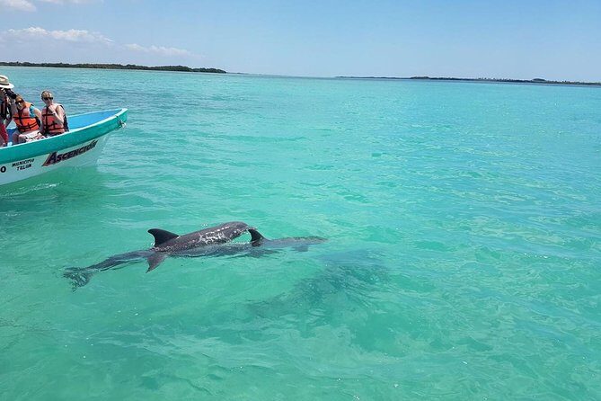 Sian Ka'an Biosphere Full Day Boat Tour with Lunch - Dolphin and turtle spotting: what the boat portion is really for
