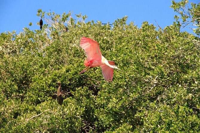 Sian Ka'an Classic - Paso Lagarto to the mangroves: where the wildlife action happens