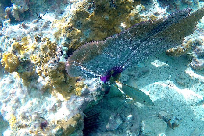 SkyReef Cozumel Snorkel & Tequila Tasting - Weather reality: what happens when the water isn’t cooperating