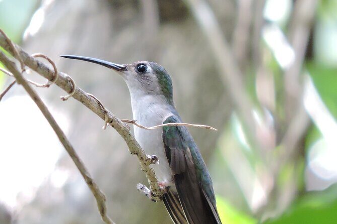 Small-Group Birdwatching Sian Kaan with professional guide - Key things that make this birding tour work