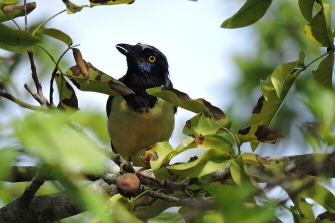 Small-Group Birdwatching Sian Kaan with professional guide - Photos and eBird: how to leave with both images and IDs