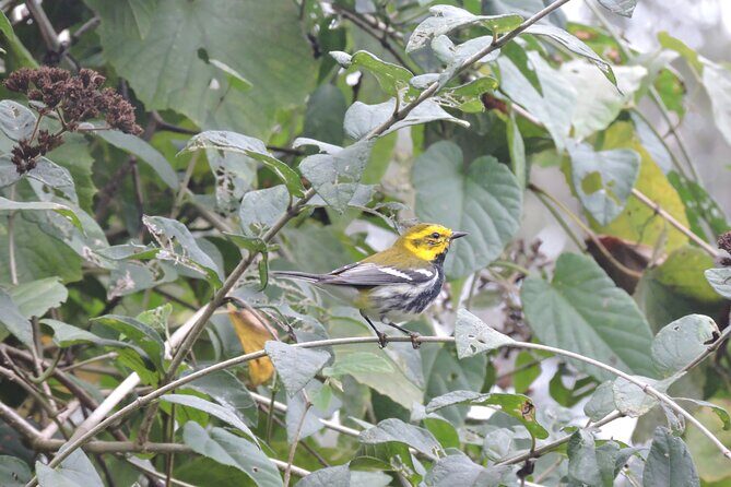 Small-Group Birdwatching Sian Kaan with professional guide - Price and group size: is $100 good value?