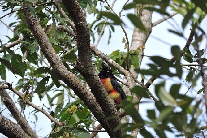 Small-Group Birdwatching Sian Kaan with professional guide - What your guided bird-spotting walk looks like