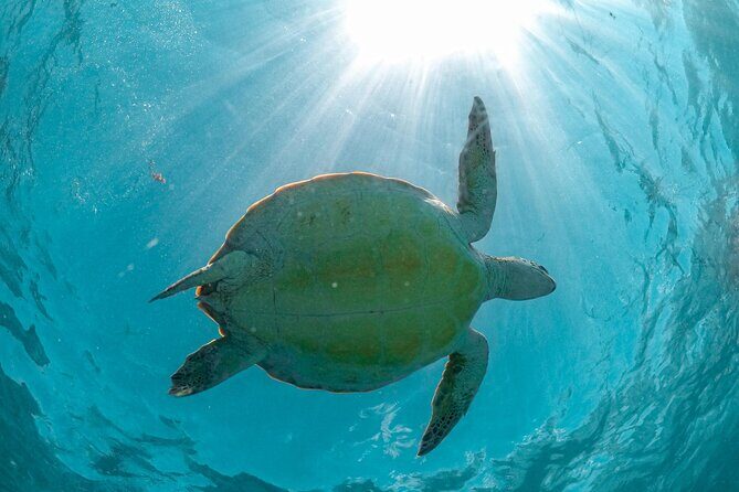 Small Group Tour to Cenote Cave and Sea Turtles snorkeling - Pickup, Meeting Point, and Getting There Without Headaches