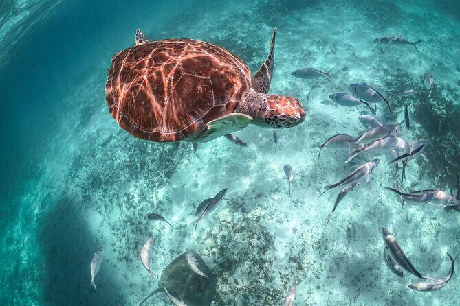 Small Group Tour to Cenote Cave and Sea Turtles snorkeling - Stop 2: Akumal Sea Turtles Snorkeling With Clear Rules
