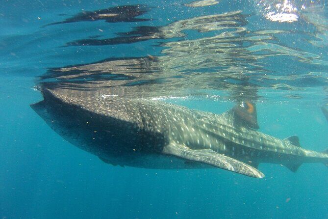 Small-Group Whale Shark and Snorkeling Tour from Cancun - A whale-shark day built for attention, not crowds