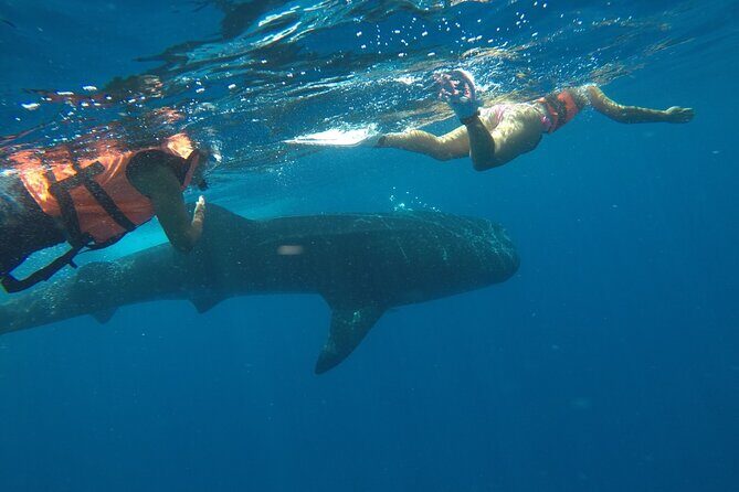 Small-Group Whale Shark and Snorkeling Tour from Cancun - Snorkeling hour: swimming near the largest fish in the sea