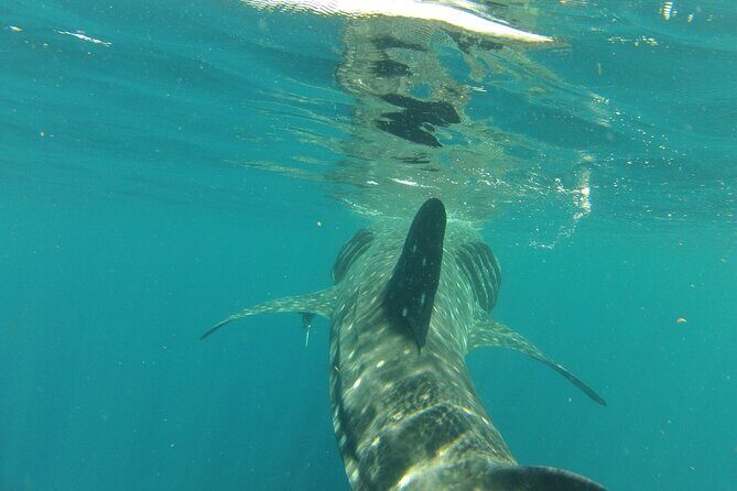 Small-Group Whale Shark and Snorkeling Tour from Cancun - Food onboard: why the ceviche inclusion is more than a bonus