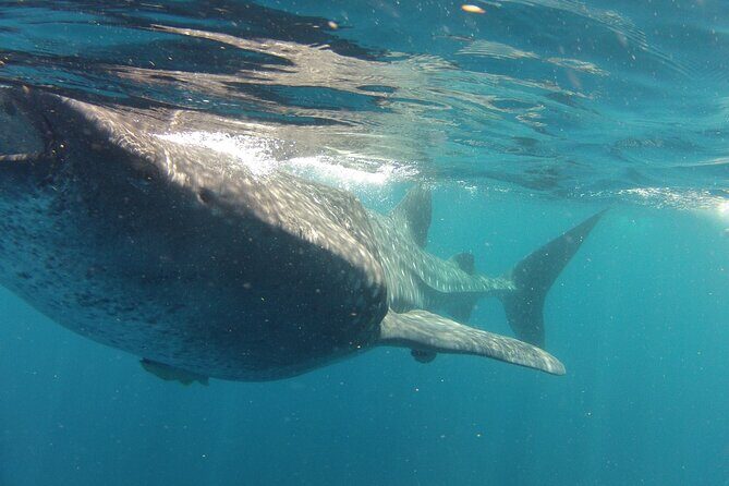 Small-Group Whale Shark and Snorkeling Tour from Cancun - Small-group comfort: what “10 travelers max” changes