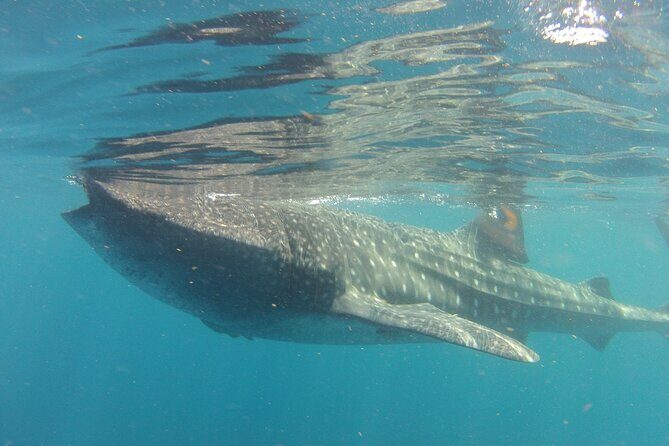 Small-Group Whale Shark and Snorkeling Tour from Cancun - What to know about the price and what might cost extra