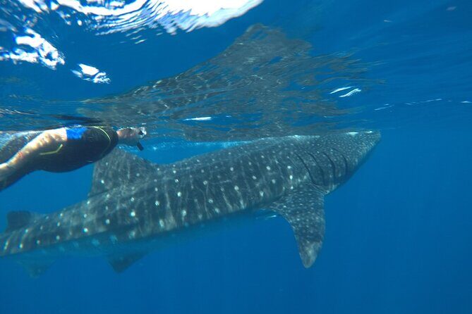 Small-Group Whale Shark and Snorkeling Tour from Cancun - Who this tour suits best (and who should skip it)