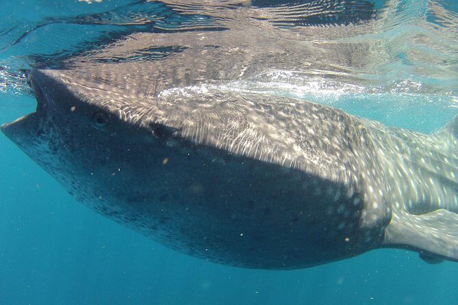 Small-Group Whale Shark and Snorkeling Tour from Cancun - Getting to Marazul Group Marina Seca: the early start that pays off