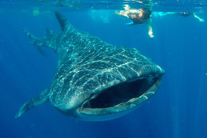 Small Group Whale Shark Encounter - 10 years in business - Key points before you go
