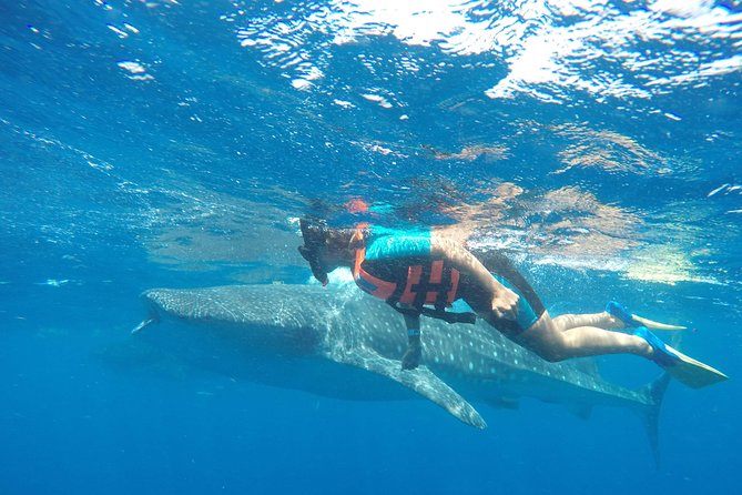Small Group Whale Shark Encounter - 10 years in business - Morning logistics: the 7:30 AM start and what it means for you