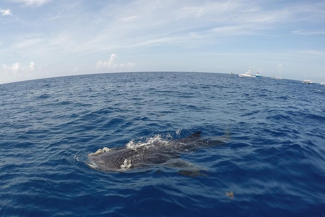 Small Group Whale Shark Encounter - 10 years in business - The whale shark encounter: how you stay safe and get the moment right