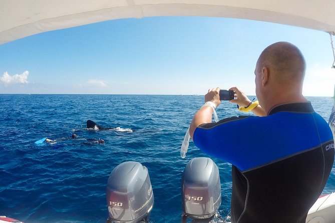 Small Group Whale Shark Encounter - 10 years in business - After the sharks: Playa Norte time, regional food, and a real swim break