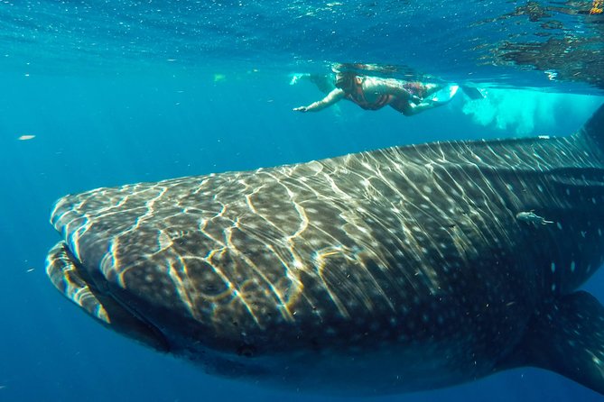Small Group Whale Shark Encounter - 10 years in business - How to prepare so you enjoy every minute