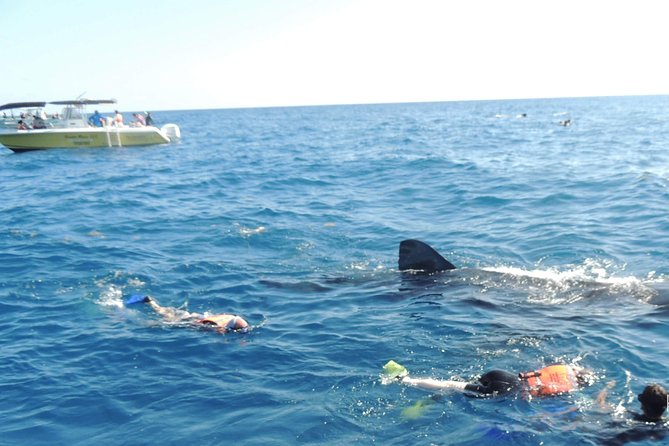 Small Group Whale Shark Encounter - 10 years in business - On-board comfort: breakfast, drinks, and included snorkel gear