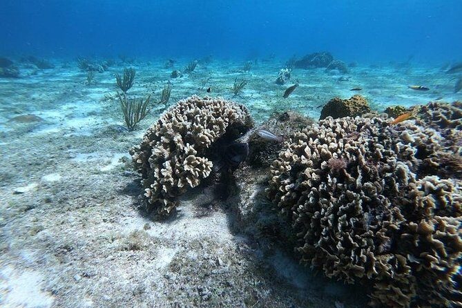 Snorkel Adventure at Cozumel! Transportation from Cancun & Playa Del Carmen - Getting picked up from Cancun and Playa del Carmen (with clear meeting points)