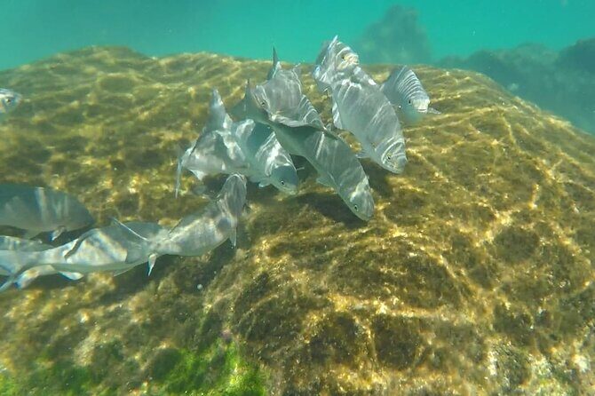 Snorkel Adventure at Cozumel! Transportation from Cancun & Playa Del Carmen - Food and drinks on board and on land: lunch, box lunch, and the one-drink rule