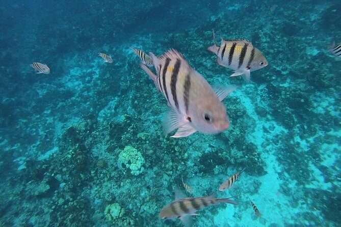 Snorkel Adventure at Cozumel! Transportation from Cancun & Playa Del Carmen - Price and value check for a Cozumel reef day from Cancun