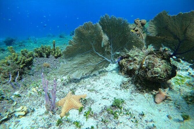 Snorkel along the coast, explore two reefs by Chivis del Mar - Meeting at Marina Caleta and getting to the right dock