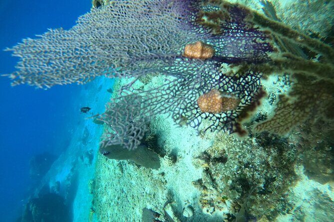 Snorkel along the coast, explore two reefs by Chivis del Mar - What you get on board: drinks, fruit, and smart reef rules
