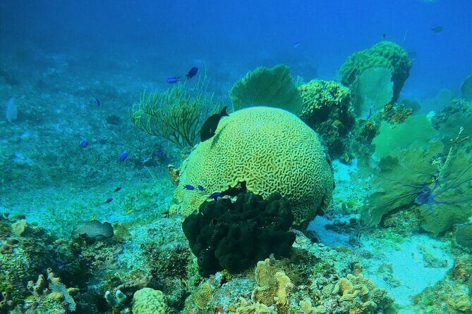 Snorkel along the coast, explore two reefs by Chivis del Mar - Price and value: why $35.85 can feel like a bargain
