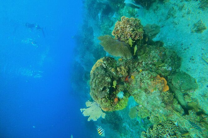 Snorkel along the coast, explore two reefs by Chivis del Mar - Photos and souvenirs: what’s available and how to plan for it