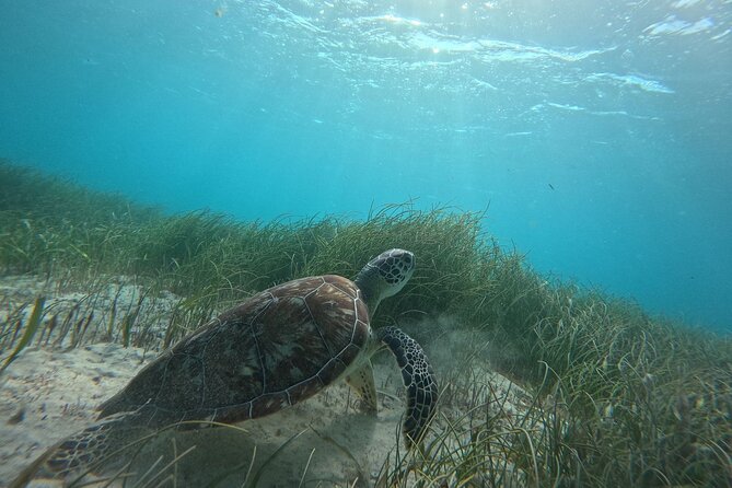 Snorkel at the Reef 2 HOURS Puerto Morelos National park - Puerto Morelos Snorkeling: Why This Reef Area Is Worth Your Time