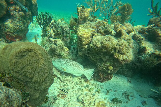 Snorkel at the Reef 2 HOURS Puerto Morelos National park - Marine Life You Can Actually Aim For (Plus How to Improve Your Chances)
