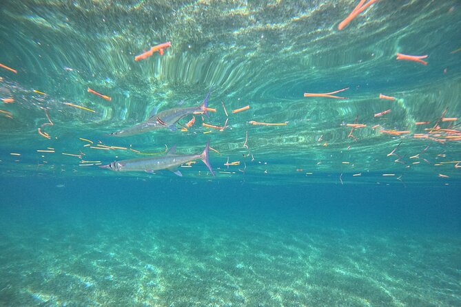 Snorkel at the Reef 2 HOURS Puerto Morelos National park - Logistics That Matter: Meeting Point, Timing, and Weather Reality