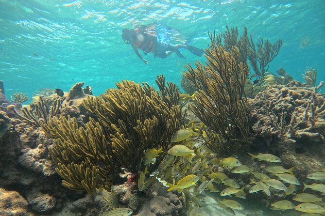 Snorkel at the Reef 2 HOURS Puerto Morelos National park - The 2-Hour Game Plan: What You’ll Do From Start to Finish