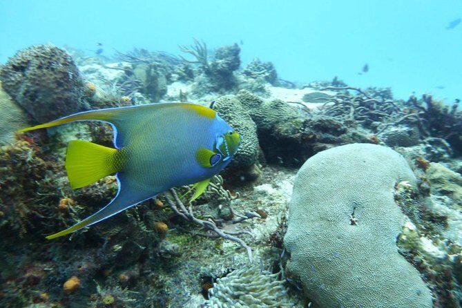 Snorkel in El Cielo Cozumel Reef with Lunch, Beach and Transport - Gear and Guides: Comfortable Snorkeling Without the Headache