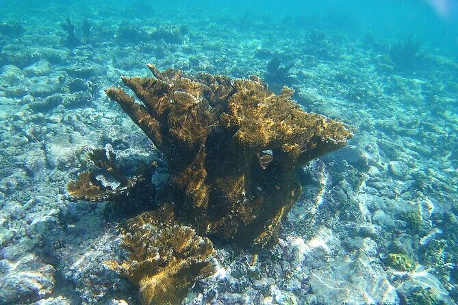 Snorkel in the Costa Maya Reef and Rest on the Beach - What You’re Likely to See in the Costa Maya Reef