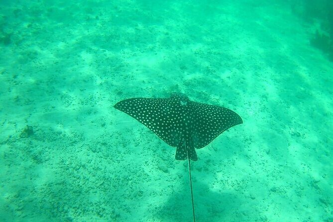 Snorkel in the Costa Maya Reef and Rest on the Beach - After Snorkeling: A Beach Club Break That Actually Feels Like a Reward