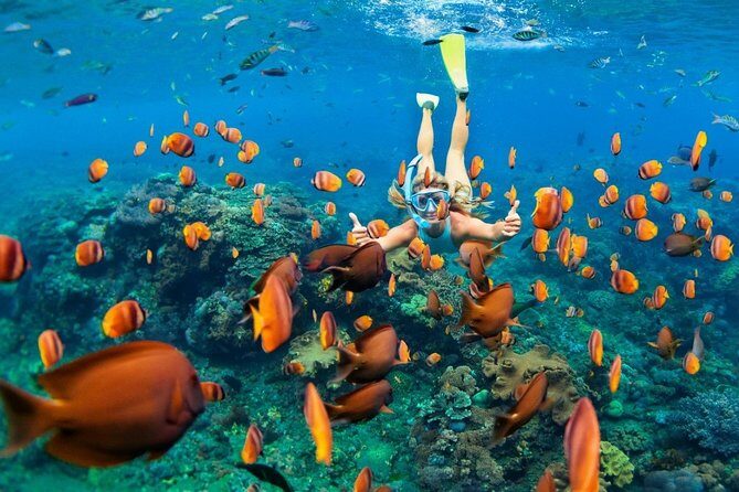 Snorkel in the second largest reef in the world Colorful tour in Puerto Morelos - Puerto Morelos National Reef Park: why this snorkel feels worth it