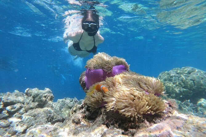 Snorkel in the second largest reef in the world Colorful tour in Puerto Morelos - Snorkel equipment quality: included, but not always perfect