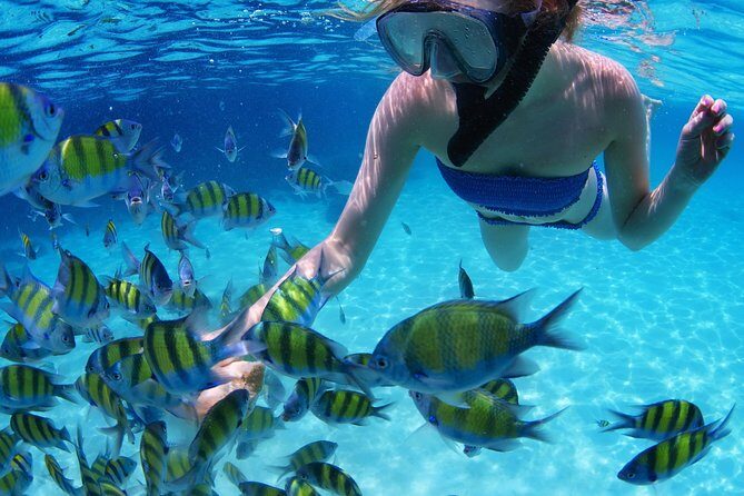 Snorkel in the turquoise Caribbean Sea in Puerto Morelos. Transport included - The Arrecifes National Park reef wall: what you’re really paying for
