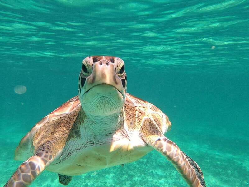 SNORKEL IN TULUM REEF, BOAT RIDE AND CALETA - Key things that make this tour worth your time