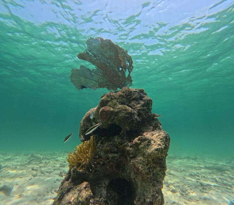 SNORKEL IN TULUM REEF, BOAT RIDE AND CALETA - What the local guiding experience adds