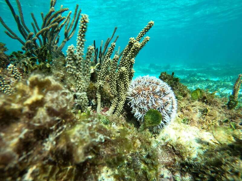 SNORKEL IN TULUM REEF, BOAT RIDE AND CALETA - Reef snorkeling off Tulum Ruins: why the location matters