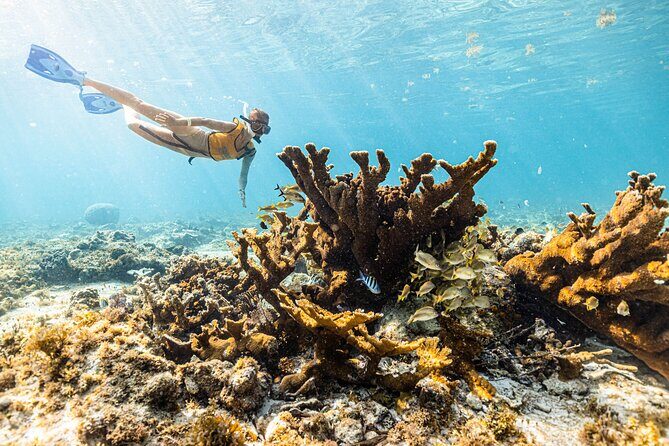 Snorkel Paradise Cancun 5 in 1 For Non Swimmers - Key Highlights That Matter (Before You Go)