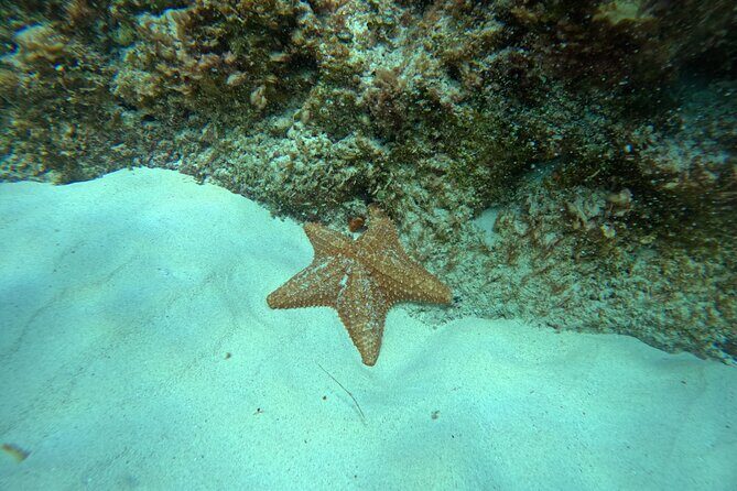 Snorkel Paradise Cancun 5 in 1 For Non Swimmers - Shipwrecks: Where the Fish Concentrate and the Photos Pop