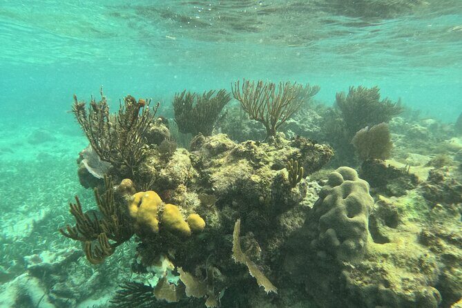 Snorkel Paradise Cancun 5 in 1 For Non Swimmers - Turtle Spotting, Empty Corners, and Why Timing and Wind Matter