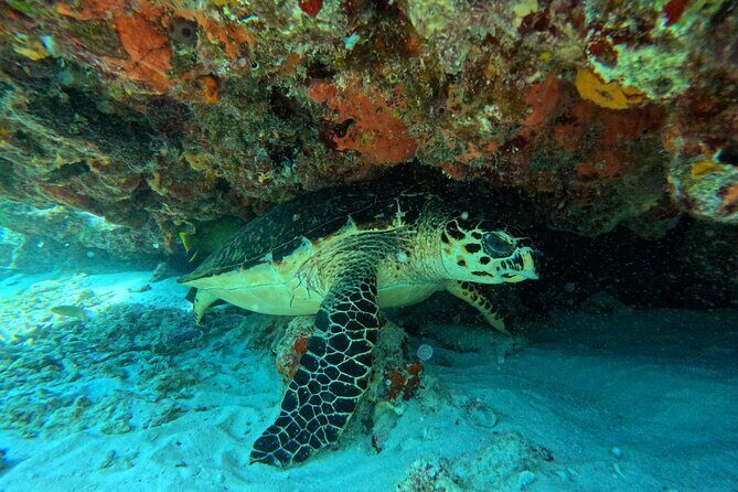Snorkel Paradise Cancun 5 in 1 For Non Swimmers - Guides, Captains, and How Safety Actually Feels on the Water